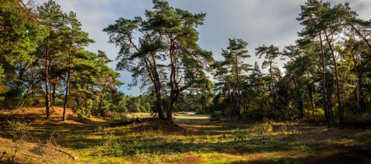 https://bouwburojosbloemendal.nl/wp-content/uploads/2025/01/2911.jpg